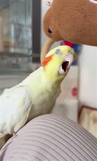 The black phoenix parrot is widely recognized as the champion of the itchy-headed creature