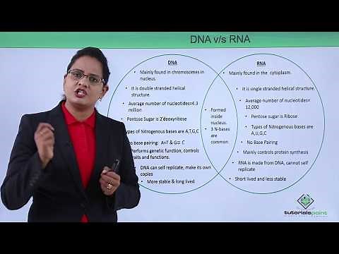 Class10th – DNA vs RNA | Biomolecules - Nucleic Acid | Tutorials Point