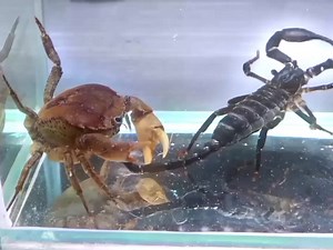 Crab Eating a Scorpion - Unbelievable Battle Revealed!