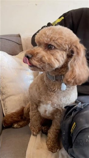 Mini cockapoo dog #cockapoo #dog