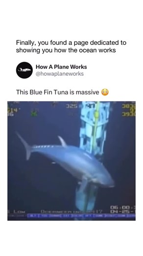How The Ocean Works on Instagram: "The bluefin tuna is one of the ocean’s most extraordinary swimmers — a warm-blooded predator built for speed, endurance, and long-distance migration. With torpedo-shaped bodies and retractable fins, they can sprint at over 40 mph and cross entire oceans in just a few weeks. This particular one, appearing close to 18 feet long, shows just how massive these fish can grow, rivaling even some sharks in size. Their muscles are rich in myoglobin, giving them that dee