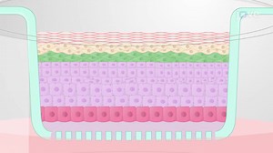 Organotypic 3D Skin Culture: A Cassette-based In Vitro Culture Technique to Regenerate Human Epidermis on Acellular Dermis