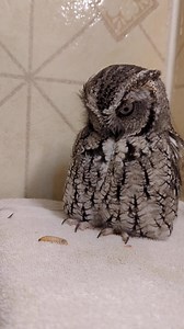 In the wild, Eastern Screech Owls eat just about anything they can catch - rodents, reptiles, amphibians, crustaceans, insects, even other birds! In our infirmary though, Dusky is just not sure at all about the juicy waxworm he has been offered. We know, Dusky, it's so scary, right? | The Raptor Trust