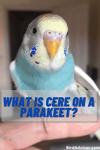 What is Cere on a Parakeet? (Parakeets Cere)