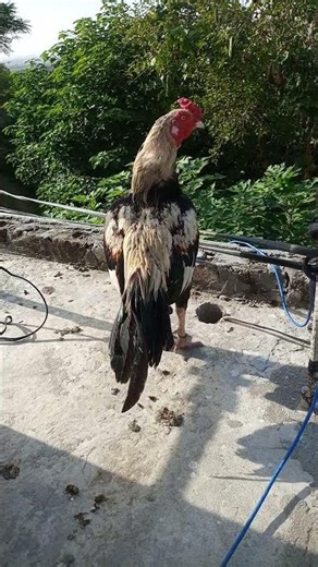 Amazing Aseel Murga 🐓 | Powerful aseel #roosterfarm Rooster | Beautiful Aseel Breed
