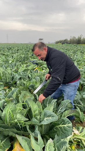 Come tagliare il cavolfiore in modo efficace | Basilicata agricola