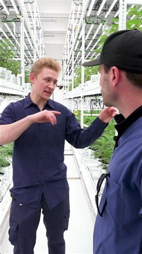 Omnino x Bios LI vs LII Light bars Vertical