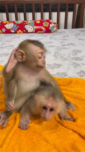 The little monkey is so happy — it’s diaper time and playtime too! 😂🐒 #monkey #PetRehoming #fallinlove #funnyanimals #animals #petfriendly | Monkey Icy