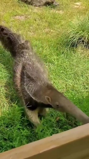 114 reactions · 18 shares | Have you ever seen the unbelievably long...