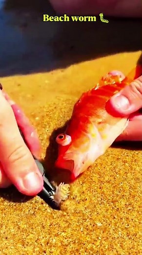 😱 A Blind Creature Hiding Under the Sand! | Beach Worm Explained 🌊