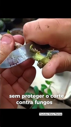 Want to discover how to care for your plants? Watch the full videos on the channel! - @wenyplantas