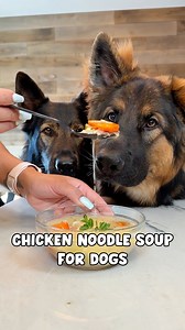 Homemade Chicken Noodle Soup for Dogs 🍜🐔 Full recipe below (recipe card at the end if you want to screenshot) ⸻ 🍗 INGREDIENTS: • 1 whole chicken (skin on, bones in) • Water to cover • 1/4 cup apple cider vinegar • 50g oats (blended into flour) • 1 egg • 2 carrots, chopped • 1 celery stalk, chopped • 5 thyme sprigs 🍴INSTRUCTIONS: 1. Place the chicken in a large pot or Instant Pot. Add water to cover and apple cider vinegar. • Instant Pot: Pressure cook on high for 90 minutes to 2 hours, then 