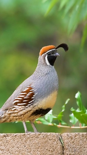 58K views · 1.3K reactions | Gambel's Quail calling Wincent vFT4Z #bird #nature #wildlife | HAWI Studios | Facebook