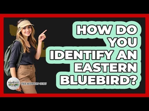 How Do You Identify An Eastern Bluebird?