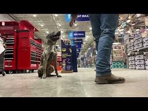 Plott Hound Mix, 2 Y/O, Benny | Plott Hound Mix Dog Training | Off Leash K9