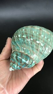 PEPPERLONELY 1 PC Polished Green Jade Turbo Sea Shell, Hermit Crab Sea Shells, 4 Inch ~ 5 Inch