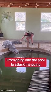 Pleasing and Friendliest Encounters with Animals