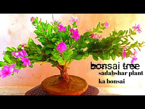 how to make vinca bonsai sadabahar plant/bonsai kaise banaye vinca plant