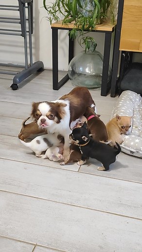 Les petits cochons... tous sur Vip 🤣 Son lait doit être meilleur 🍭 | Chihuahuas du Comté des Pépites en Folie