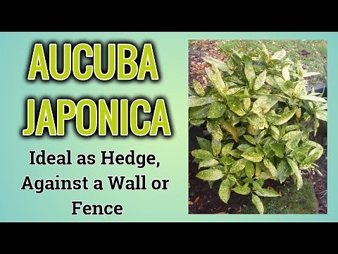 Aucuba Japonica : How To Care For This Amazing Low Maintenance Shrub ... The Right Way