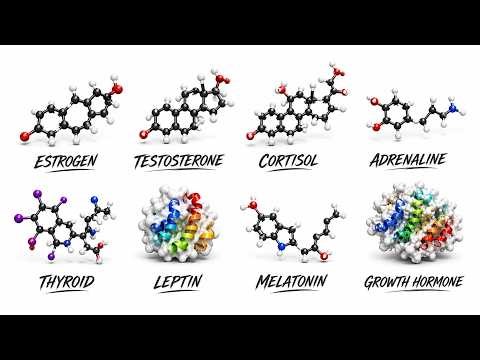 Every Type of Body Hormone Explained