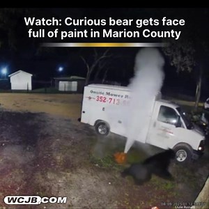 905K views · 2.5K reactions |  Surveillance video shows an inquisitive bear get a fright when a can of paint explodes in Fort McCoy. More below. | WCJB TV20 News | Facebook
