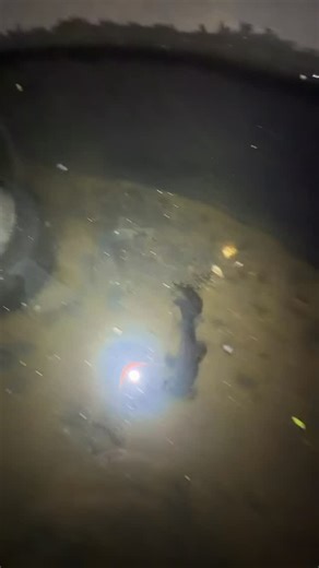 Luke Hagopian on Instagram: "He’ll be Golden Bane before we know it. Originally from the darkness, but now in the light. #bane #fish #aquarium"