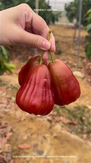The juiciest fruit you’ve ever seen? 🍎 Wax Apple Harvest #Shorts #Farm #garden #ExoticFruit