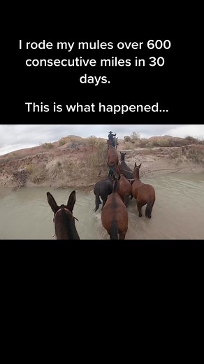 Wild West Adventure: Riding 600 Miles on Mules from Utah to Arizona