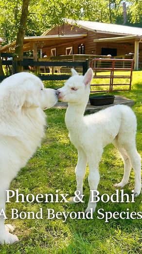 88 reactions · 19 comments | 蓮   The dog who saved an alpaca’s...