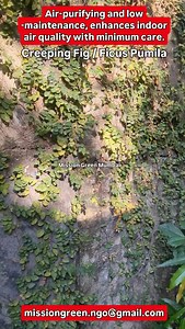95 reactions | Creeping fig (Ficus pumila) offers numerous benefits,...