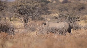 81 reactions | Each rhino on the reserve carries a unique ear notch...