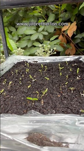 Growing Marigolds from seed. UPDATE they have already germinated… here’s what to do next