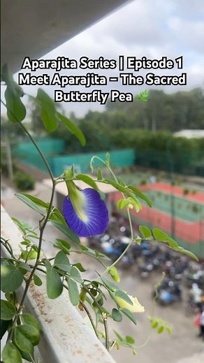 Aparajita Plant Care Series 💙 | Episode 1 Butterfly Pea Flower Facts & Symbol
