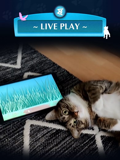 Tiivi testing cricket game way back 🦗 PWYC now on PC & Android! #playwithyourcat . ★ Try the free demo 😻🎮😍 --> Links in the bio 🔗 . #gamercat #catgame #catgaming #catlovers #cattok #catsoftiktok #kawaiicat #cattoy #newcattoy #forcats