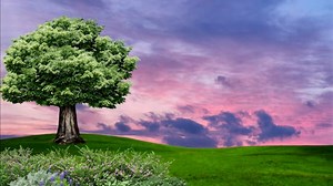 Tree, Environment, Landscape. Free Stock Video