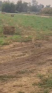 🎥✨ We got incredibly lucky at the Hula Valley… Our Executive Director, Rachel Canar (who has a special connection with cats) spotted not one, but two swamp cats on our November Nature Israel trip. These elusive felines usually keep to the reeds, so seeing even one is rare. Two? What luck! Maybe nature recognized a kindred spirit. 🐾💚 Come explore with us next time, you never know what wonders you’ll meet. #NatureIsrael #HulaValley #SwampCat #WildIsrael #NatureKnowsNoBorders #israelnature | Soc
