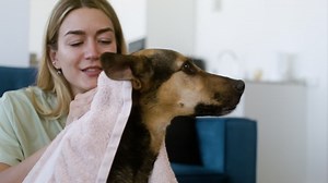 Free stock video - Woman and dog at home