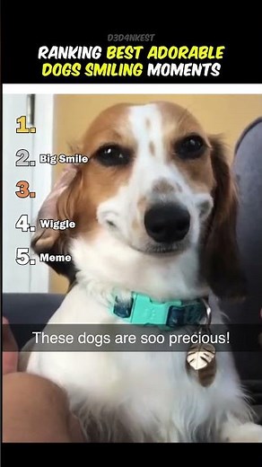 Ranking Best Dogs Smiling Moments