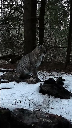 Young Bobcat Calling in the Woods | Trail Cam
