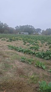 3.7K views · 92 reactions | Goodmorning Collard Queen Family Its Been Awhile But We Are In Full Effect. ORDERS ARE LIMITED SO GET YOUR ORDERS IN ! #CollardGreen #CollardQueen #Fyp #CleanGreen #Maxton #NC #FarmLife | Collard Queen Farms | Facebook