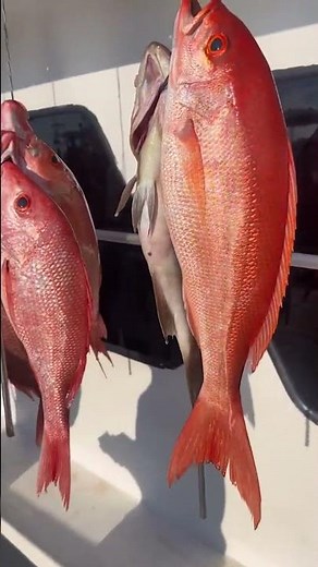Panama City Beach Deep Sea Fishing Charters