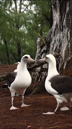 Animal Planet India on Instagram: "Albatross: Love for Life! 💖👯‍♀️ Laysan Albatrosses are like ballroom dancers of the bird world. They spend years practicing their unique moves, like tapping their feet and pointing their beaks to the sky. When they find the one, they perform an elaborate dance, complete with calls and even a bit of mooing! Once they've chosen their dance partner, these lovebirds stick together for life, creating a beautiful love story that lasts a lifetime. Via: USFWS - Laure