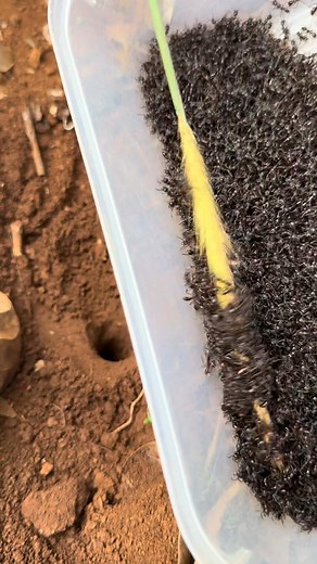 2.2K views · 15 reactions | Cricket Hunting #Biodiversity #Nature #Entomology #Cricket #Insects | Natural Insects | Facebook