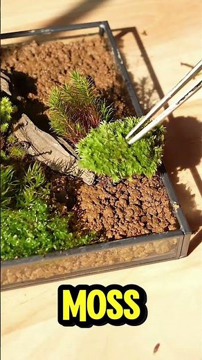 How to Make a Living Moss Frame | Step-by-Step Tutorial🌿🖼#terrarium #moss #mossterrarium #ideas