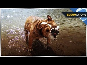 Adorable Wet Dogs in SLOW MOTION!
