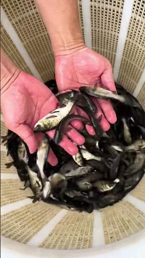 Tiny Fish Swimming Freely in Open Water – Purely Relaxing 🐟💧