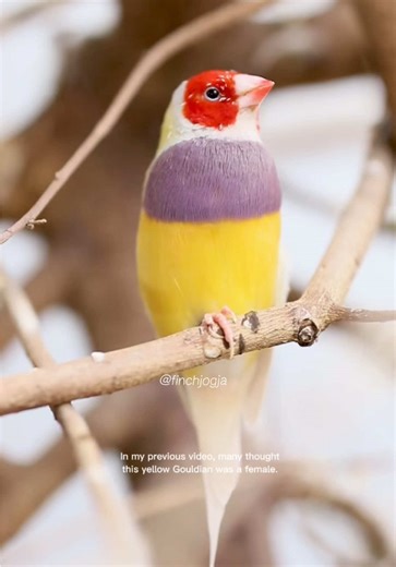 Gouldian Finch: Vibrant Male Singing Display