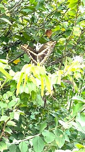 Giant Swallowtails on orchid tree at the National Butterfly Ceneter in Mission, Texas. | Butterfly Lady