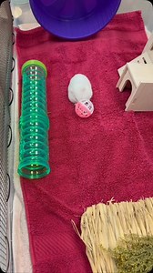 23 reactions | Looking for a fun and lovable companion? These...